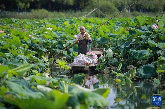 皇冠信用开户
_立秋农事正当忙