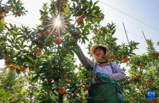 皇冠信用开户
_立秋农事正当忙