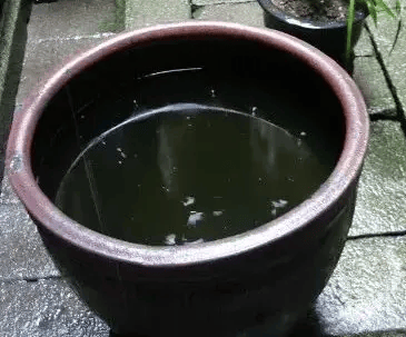 皇冠信用网账号注册
_家里的这几个地方皇冠信用网账号注册
,正悄悄“养”出花斑蚊!快自查→