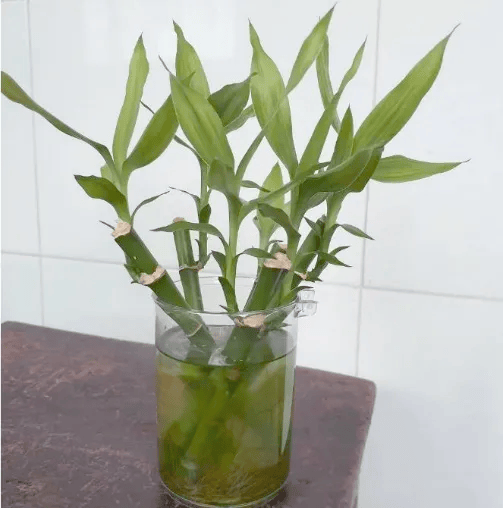 皇冠信用网账号注册
_家里的这几个地方皇冠信用网账号注册
,正悄悄“养”出花斑蚊!快自查→