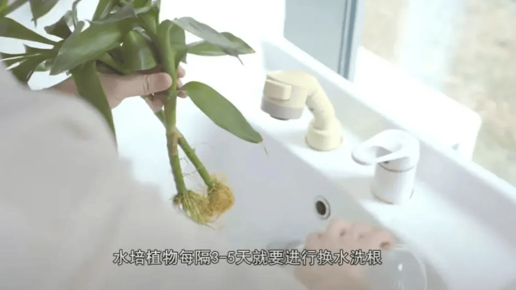 皇冠信用网账号注册
_家里的这几个地方皇冠信用网账号注册
,正悄悄“养”出花斑蚊!快自查→