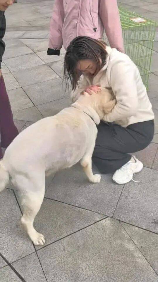 皇冠信用盘登123出租_青岛一只拉布拉多犬走失三月后皇冠信用盘登123出租，长沙街头被网友发现并收留，目前犬只已被送回犬主身边