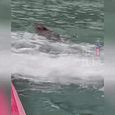 皇冠信用网出租足球_“没想到海里会有野猪皇冠信用网出租足球！” 深圳大梅沙一女子被撞致骨折