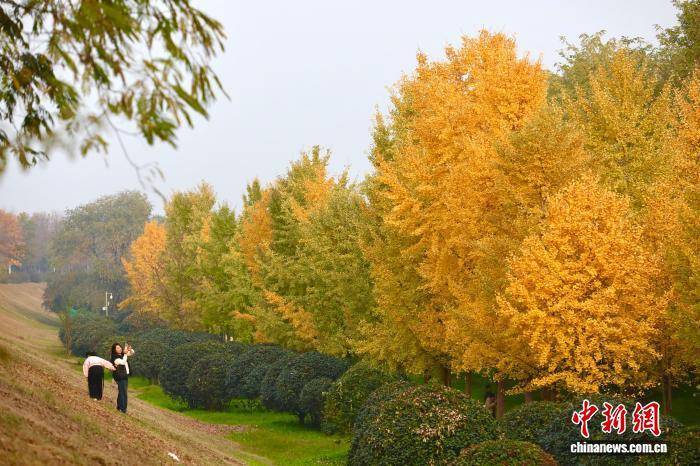 欧冠足球比分_陕西西安：银杏林由绿转黄吸引市民游玩