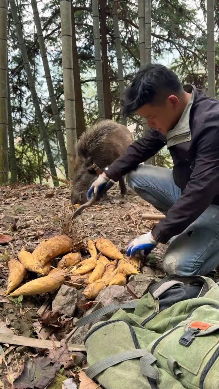 皇冠信用版_浙江男子无意间救下悬崖跌落的野猪皇冠信用版，没想到猪有超强嗅觉，每年为他创收12万元